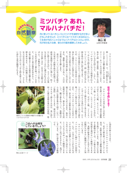 ミツバチ？あれ、 マルハナバチだ！