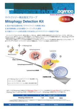 マイトファジー検出蛍光プローブ