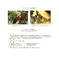 橡 ヒペリクムくもの巣病
