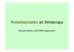 Rotwildschaden an Winterraps 2
