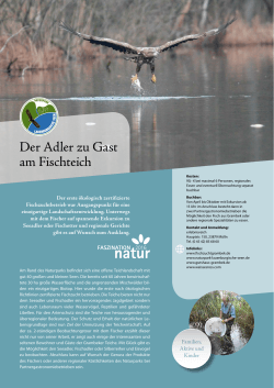 Der Adler zu Gast am Fischteich - Naturpark Lauenburgische Seen