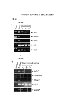 ＜Oncogene 論文の修正前と修正後の比較＞ ［図 4e］ &darr;