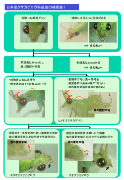 日本産クサカゲロウ科成虫の検索表1