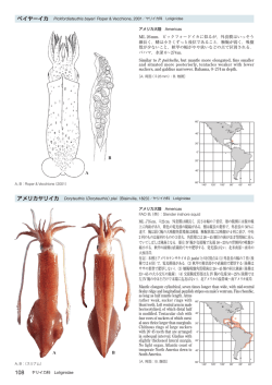 アメリカヤリイカ Doryteuthis （Doryteuthis）plei（Blainville, 1823