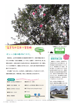 両足寺の五色八重散椿