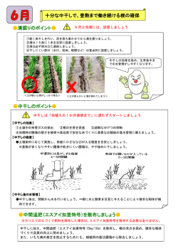 十分な中干しで、登熟まで働き続ける根の確保 溝掘りのポイント   中干し