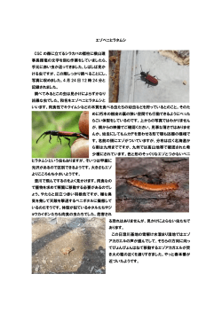 エゾベニヒラタムシ CGC の森に立てるシラカバの標柱に横山理 事長