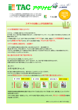 スギナの生態と上手な防除方法