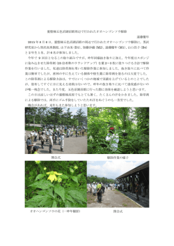裏磐梯五色沼周辺でのオオハンゴンソウ駆除