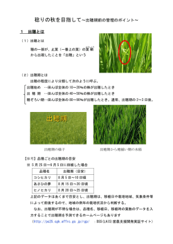 稔りの秋を目指して～出穂期前の管理のポイント～ 1 出穂とは