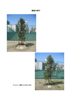 植樹の様子