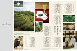 北 上 川 の 霧 に 育 ま れ る 貴 重 な 茶