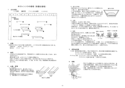 ホウレンソウの栽培