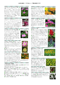 花苗ハーブ紹介まとめ