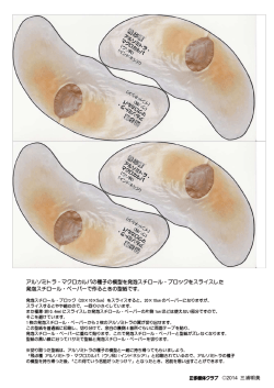 アルソミトラ・マクロカルパの種子の模型を発泡スチロール・ブロックを