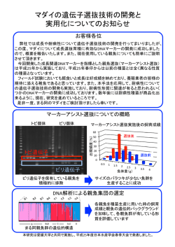 マダイの遺伝子選抜技術の開発と 実用化についてのお知らせ