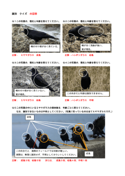 識別 クイズ の回答