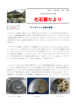 12月号 №56 アンモナイトの殻の断面