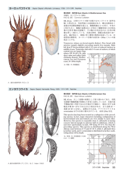 ヨーロッパコウイカ Sepia （Sepia）officinalis Linnaeus, 1758 エンヨウ