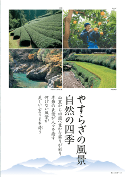 茶畑 はっさく 穴吹川上流の紅葉 田園風景 美しい未来へ 11